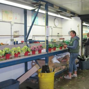 Dianthus florist making flower arrangements
